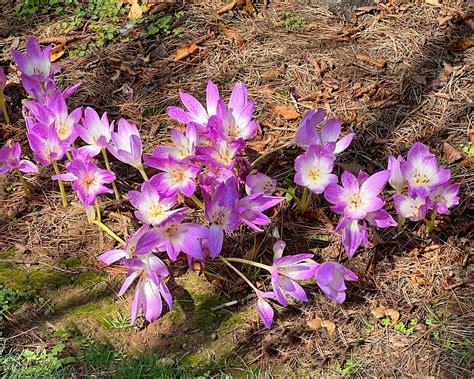 Colchicum autumnale | GardensOnline