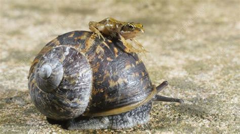 Young frog on a snail - Stock Video Clip - K008/4522 - Science Photo ...