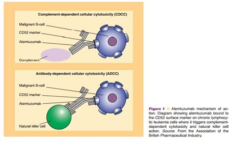 Alemtuzumab - Classes of Monoclonal Antibodies: CD Antigens