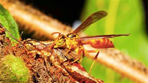 These Amazonian ants build one of the freakiest deathtraps in the ...