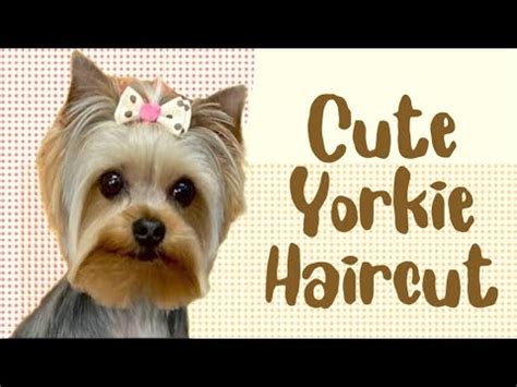 HOW TO DOG GROOMING! Step-by-step instructions for giving a Yorkshire ...