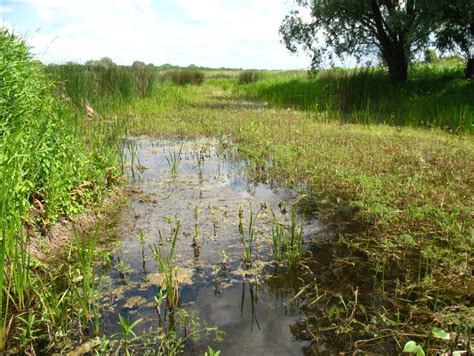 Typical habitat of Sympetrum flaveolum (vicinity of village Mayaki ...