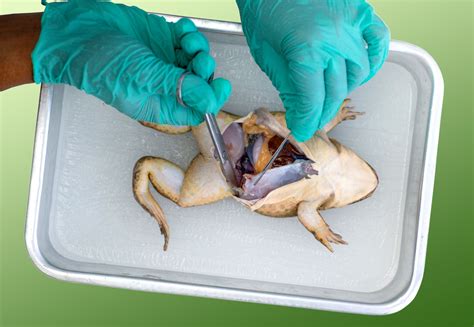 Frog Dissection