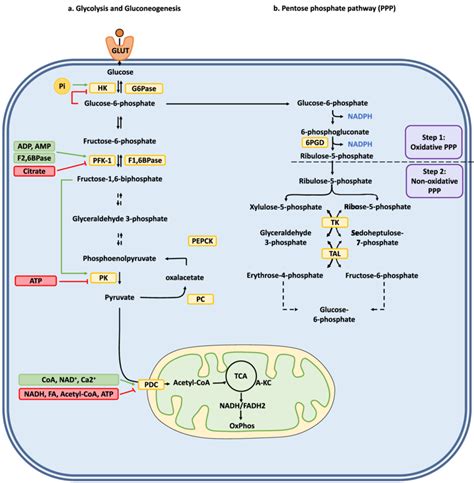 Carbohydrate metabolism pathways and their regulation. (a) Glycolysis ...