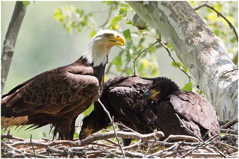 Bald Eagle Nest – Week Six – A Thousand Acres of Silphiums