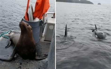 Orca Eating Seal