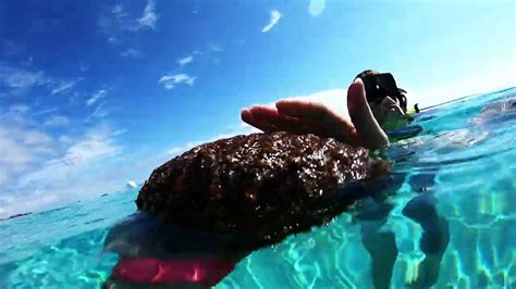 Snorkeling at CocoCay - YouTube