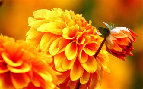 Autumn Flower Wallpapers Images Photos Pictures Backgrounds