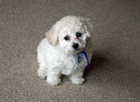 Bichon Frise Dog Breed Pictures, Photos, & Images