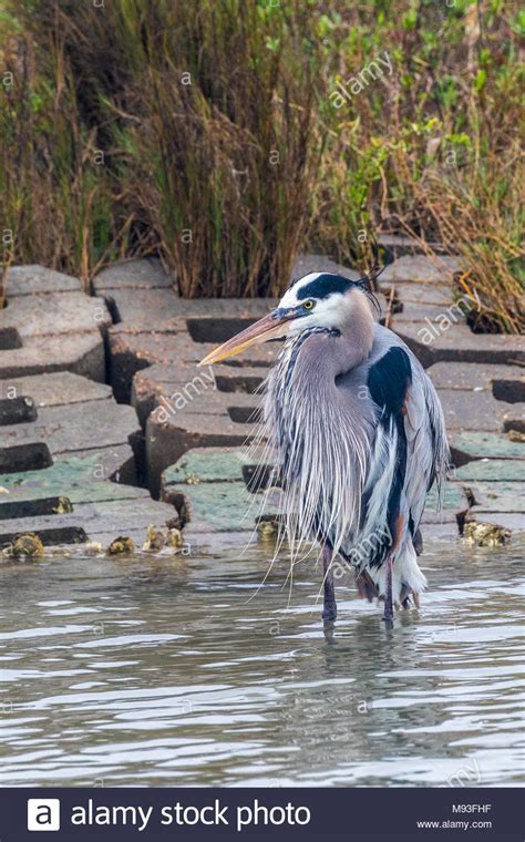 Aransas pass national wildlife refuge -Fotos und -Bildmaterial in hoher ...