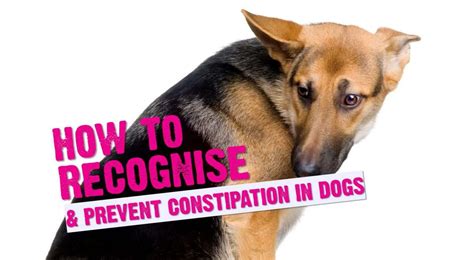 How To Recognise & Prevent Constipation In Dogs • K9 Magazine