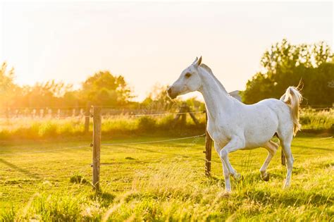 Premium Photo | White horse in meadow at sunset