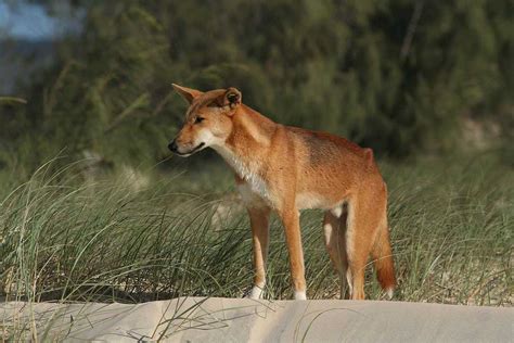 What Do Dingoes Look Like