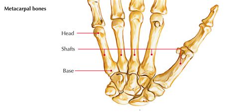 Metacarpal Anatomy - Anatomy Reading Source