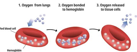 Red Blood Cell Structure And Function