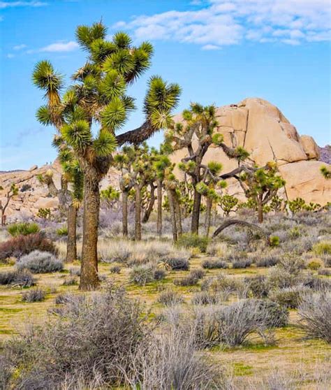 Joshua Tree National Park: Where to Stay - Roadtripping California