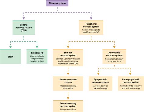 Function of the Nervous System (Review Video)