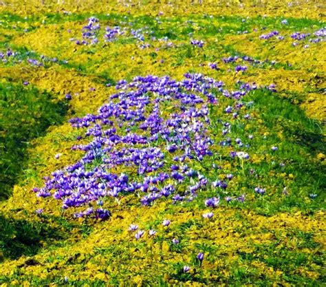 Road Trip Vignettes – Saffron Fields of Kashmir!