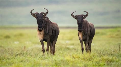 Watch This Hero Wildebeest Save Its Friend From an Attacking Cheetah