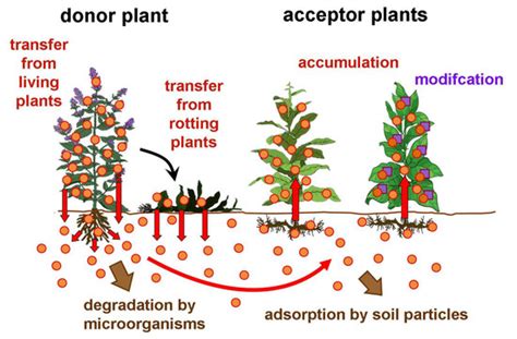 Plants | Special Issue : Plant Allelopathy: Mechanisms and Applications ...