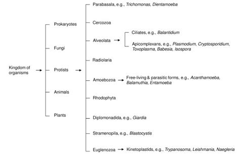 The classification of protists, based on ribosomal rRNA sequences ...