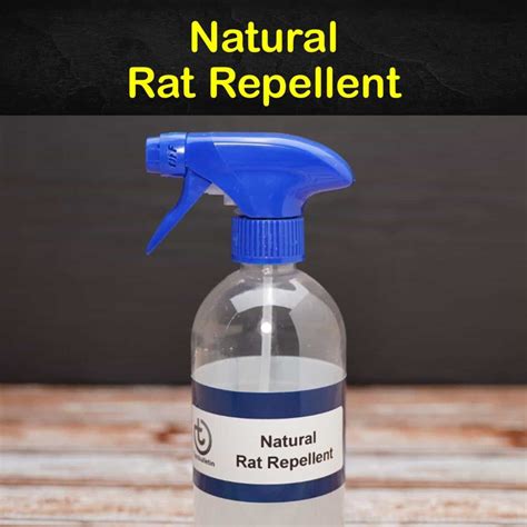 Keeping Rats Away - 7 Natural Rat Repellent Tips and Recipes