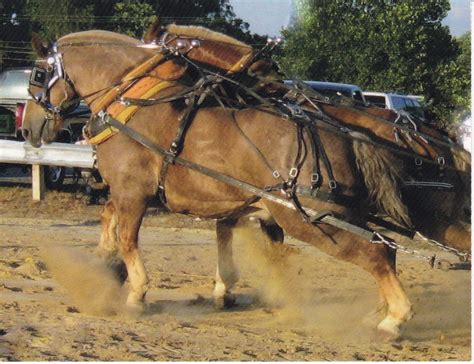 BELGIAN DRAFT HORSE PULLING COMPETITION Belgian Draft Horse, Draft ...