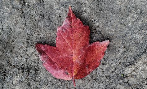 Lookalike Leaves: How to Tell the Difference Between Maple Tree ...