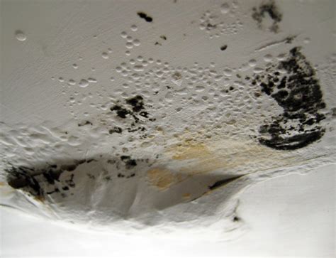 Mold Prevention Tips - Premier Restoration