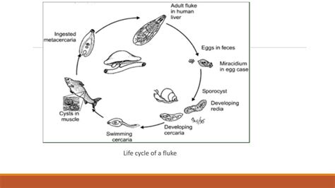 Inspirasi Top Turbellaria Life Cycle