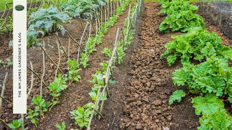 10 Allotment Design Ideas for Beginners | Allotment Planning | WM James ...