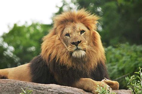 African Lion facts - Profile | Traits | Description | Behavior ...