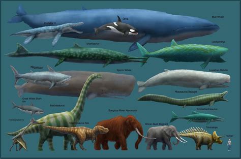 Blue Whale size comparison chart | 古代生物, クジラ, 美しい海の生き物