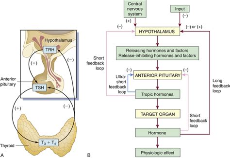 Endocrine System Feedback Loop Diagram