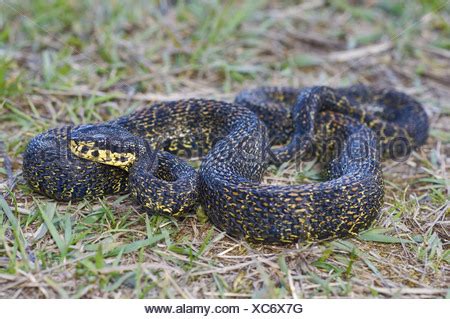 RED SPOTTED PIT VIPER. Trimeresurus jerdonii. Venomous. Jerdon's Stock ...