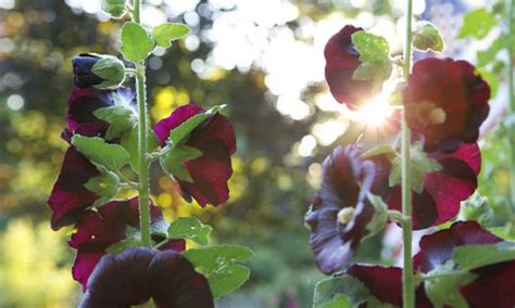 When To Plant Hollyhock Seeds For Bright Blooms - Make House Cool