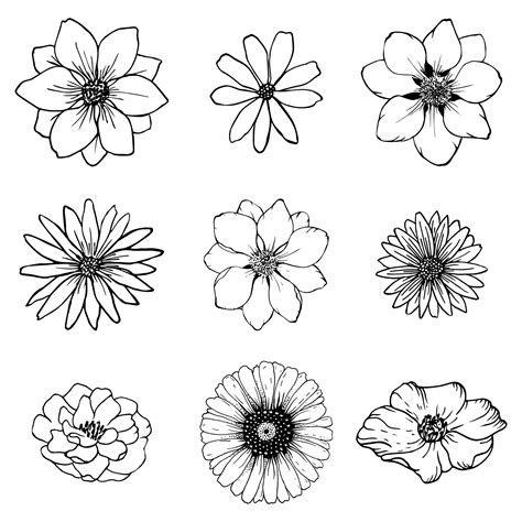 establecer dibujo de líneas de flores de boceto. vector de arte de ...