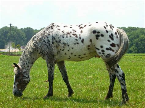 The American Cowboy Chronicles: The Appaloosa -- The Original Indian Horse