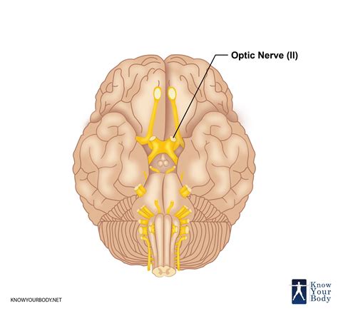 Optic Nerve Brain Diagram