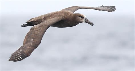 Black-footed Albatross Identification, All About Birds, Cornell Lab of ...