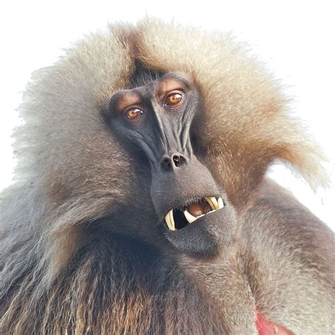 Baboon PNG