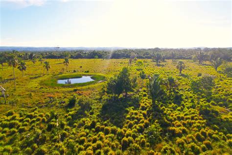 40 Acres Property Farmland » Vida & Co. Ltd - Belize Real Estate