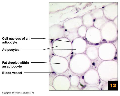 210 Histology - Adipose Connective Tissue (BAHB) | Bill Hanna | Flickr