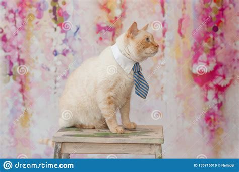 Thai Cat with Blue Eyes Wearing Small Striped Blue Tie Stock Image ...