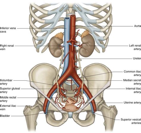 Iliac vessels | Musculoskeletal Key