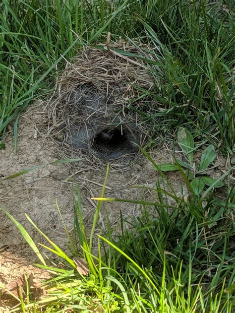 Found this little burrow in my yard. Anyone know what animal calls this ...