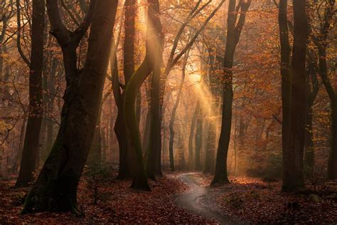 Atmospheric Photos of a Forest Filled with Colorful Autumn Leaves ...