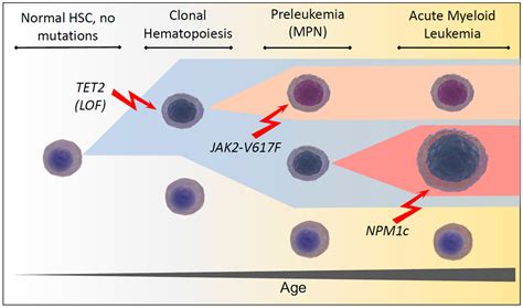 Cells | Free Full-Text | Roles of JAK2 in Aging, Inflammation ...