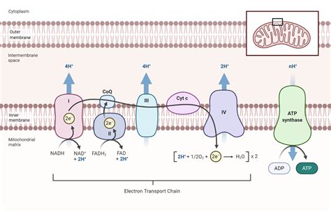 Electron Transport Chain Diagram Cellular Respiration