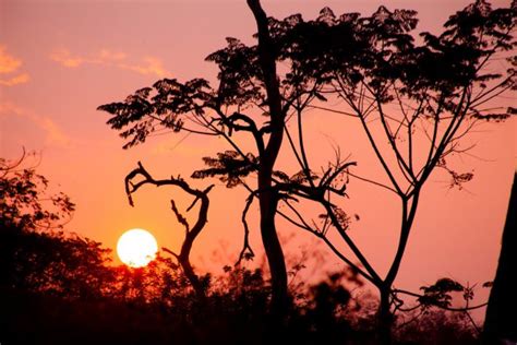 Savanna sunset — Stock Photo © EcoPic #3111301